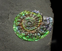 Load image into Gallery viewer, Juvenile green iridescent Caloceras display ammonite fossil 17mm