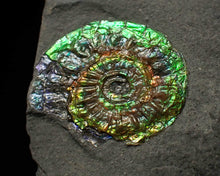 Load image into Gallery viewer, Juvenile green iridescent Caloceras display ammonite fossil 17mm