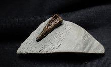 Load image into Gallery viewer, Jurassic ichthyosaur tooth from Lyme Regis (18mm)