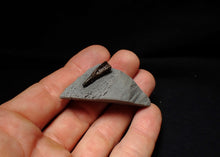 Load image into Gallery viewer, Jurassic ichthyosaur tooth from Lyme Regis (18mm)