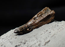 Load image into Gallery viewer, Jurassic ichthyosaur tooth from Lyme Regis (18mm)