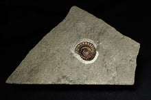 Load image into Gallery viewer, Calcite Promicroceras ammonite display piece (26 mm)