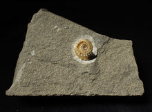 Load image into Gallery viewer, Calcite Promicroceras ammonite display piece (15 mm)