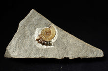 Load image into Gallery viewer, Calcite Promicroceras ammonite display piece (27 mm)