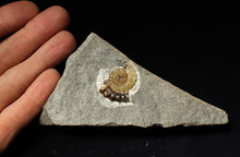 Load image into Gallery viewer, Calcite Promicroceras ammonite display piece (27 mm)