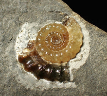 Load image into Gallery viewer, Calcite Promicroceras ammonite display piece (27 mm)