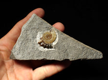 Load image into Gallery viewer, Calcite Promicroceras ammonite display piece (27 mm)