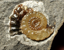 Load image into Gallery viewer, Calcite Promicroceras ammonite display piece (27 mm)