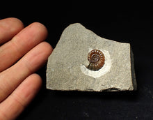 Load image into Gallery viewer, Calcite Promicroceras ammonite fossil display piece (18mm)