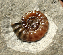 Load image into Gallery viewer, Calcite Promicroceras ammonite fossil display piece (18mm)