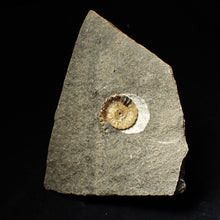 Load image into Gallery viewer, Calcite Promicroceras ammonite fossil display piece (19mm)