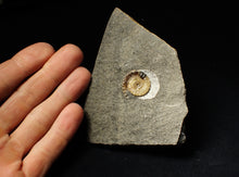 Load image into Gallery viewer, Calcite Promicroceras ammonite fossil display piece (19mm)