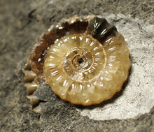 Load image into Gallery viewer, Calcite Promicroceras ammonite fossil display piece (19mm)