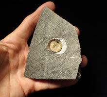 Load image into Gallery viewer, Calcite Promicroceras ammonite fossil display piece (19mm)
