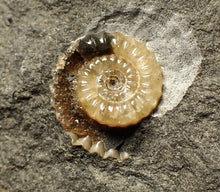 Load image into Gallery viewer, Calcite Promicroceras ammonite fossil display piece (19mm)