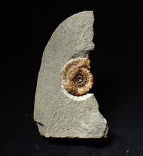 Load image into Gallery viewer, Calcite Promicroceras ammonite fossil display piece (20mm)