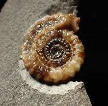 Load image into Gallery viewer, Calcite Promicroceras ammonite fossil display piece (20mm)