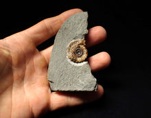 Load image into Gallery viewer, Calcite Promicroceras ammonite fossil display piece (20mm)