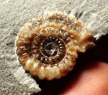 Load image into Gallery viewer, Calcite Promicroceras ammonite fossil display piece (20mm)