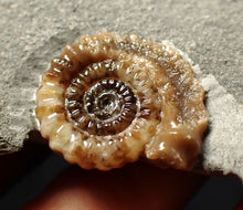 Load image into Gallery viewer, Calcite Promicroceras ammonite fossil display piece (20mm)