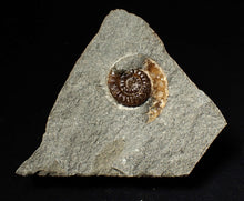 Load image into Gallery viewer, Calcite Promicroceras ammonite fossil display piece (27mm)
