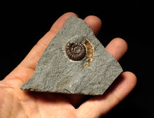 Load image into Gallery viewer, Calcite Promicroceras ammonite fossil display piece (27mm)