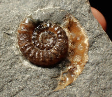 Load image into Gallery viewer, Calcite Promicroceras ammonite fossil display piece (27mm)