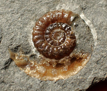 Load image into Gallery viewer, Calcite Promicroceras ammonite fossil display piece (27mm)