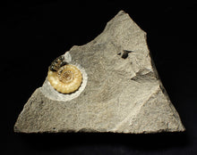 Load image into Gallery viewer, Calcite Xipheroceras ammonite display piece (31mm)