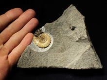 Load image into Gallery viewer, Calcite Xipheroceras ammonite display piece (31mm)