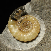 Load image into Gallery viewer, Calcite Xipheroceras ammonite display piece (31mm)