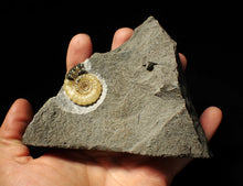 Load image into Gallery viewer, Calcite Xipheroceras ammonite display piece (31mm)