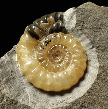 Load image into Gallery viewer, Calcite Xipheroceras ammonite display piece (31mm)