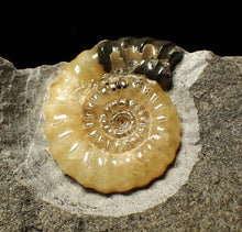 Load image into Gallery viewer, Calcite Xipheroceras ammonite display piece (31mm)
