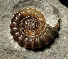 Load image into Gallery viewer, Large calcite Promicroceras ammonite fossil display piece (32mm)