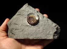 Load image into Gallery viewer, Large calcite Promicroceras ammonite fossil display piece (32mm)