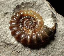 Load image into Gallery viewer, Large calcite Promicroceras ammonite fossil display piece (32mm)