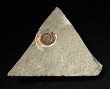 Load image into Gallery viewer, Calcite Cammonite fossil display piece (27mm)