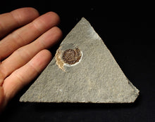 Load image into Gallery viewer, Calcite Cammonite fossil display piece (27mm)