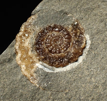Load image into Gallery viewer, Calcite Cammonite fossil display piece (27mm)