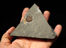 Load image into Gallery viewer, Calcite Cammonite fossil display piece (27mm)