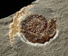 Load image into Gallery viewer, Calcite Cammonite fossil display piece (27mm)