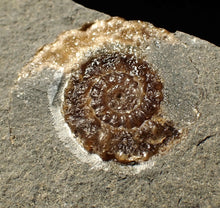 Load image into Gallery viewer, Calcite Cammonite fossil display piece (27mm)