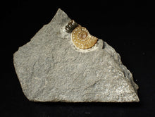Load image into Gallery viewer, Calcite Promicroceras ammonite display piece (26 mm)
