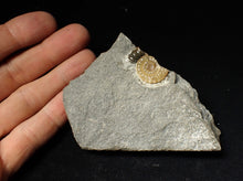 Load image into Gallery viewer, Calcite Promicroceras ammonite display piece (26 mm)