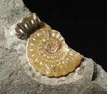 Load image into Gallery viewer, Calcite Promicroceras ammonite display piece (26 mm)