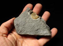 Load image into Gallery viewer, Calcite Promicroceras ammonite display piece (26 mm)