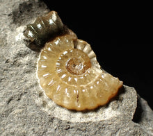 Load image into Gallery viewer, Calcite Promicroceras ammonite display piece (26 mm)