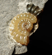 Load image into Gallery viewer, Calcite Promicroceras ammonite display piece (26 mm)