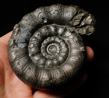 Load image into Gallery viewer, Huge chunky pyrite Eoderoceras ammonite fossil (98 mm)